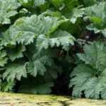 Associer le Gunnera