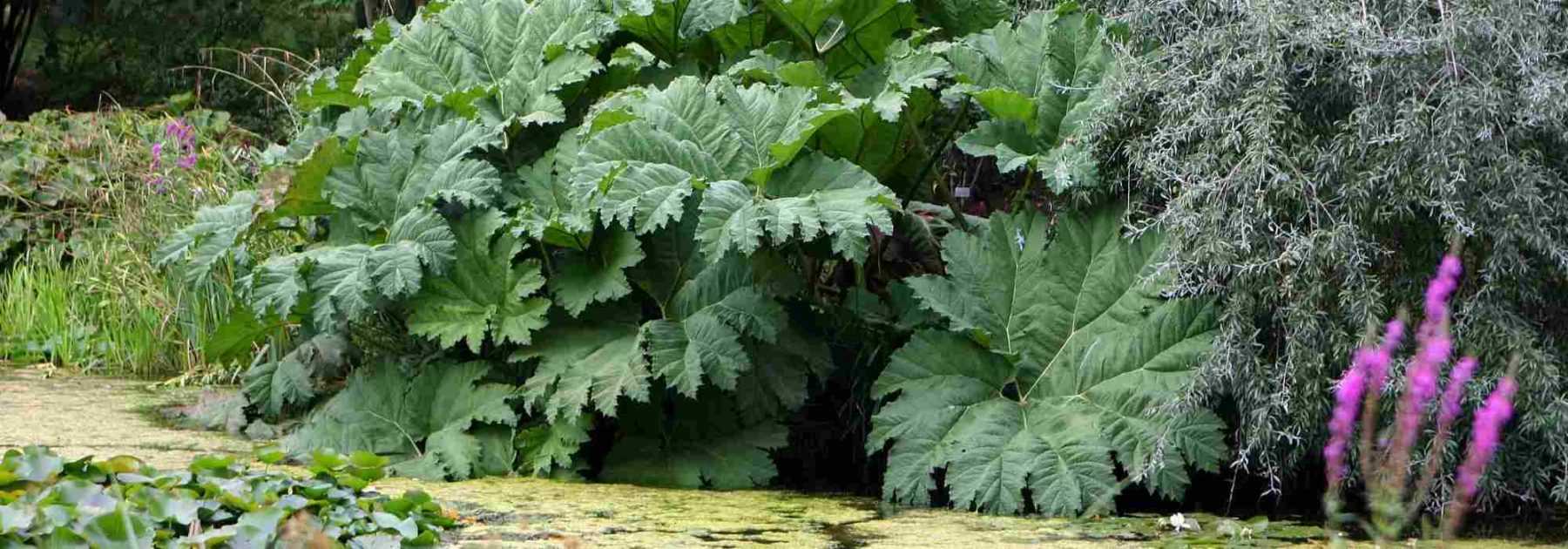 Associer le Gunnera