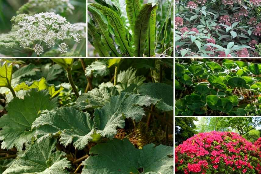 Gunnera association, Gunnera associer, Gunnera massif , Gunnere massif, Gunnere associer, Gunnera avec quoi la planter