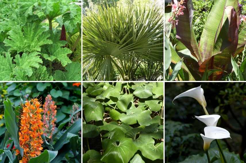 Gunnera association, Gunnera associer, Gunnera massif , Gunnere massif, Gunnere associer, Gunnera avec quoi la planter