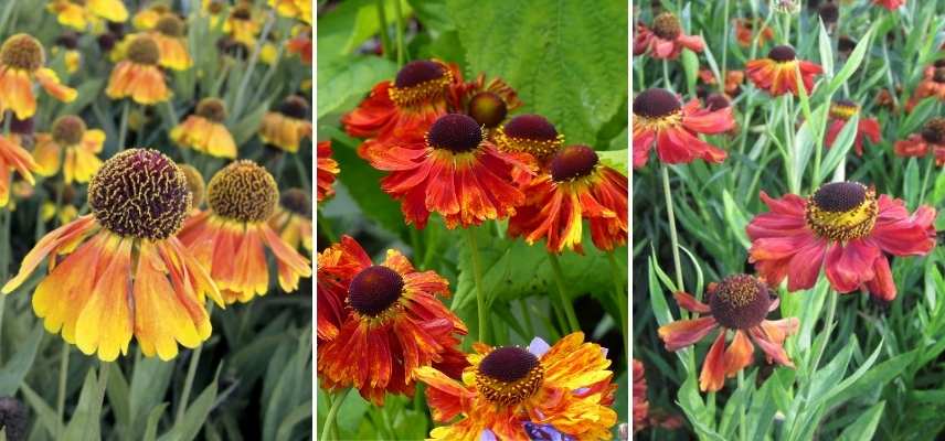 Choisir une Hélénie, Choisir Helenium, belles varietes Heleniums, Belles varietes Helenies, belles grandes marguerites