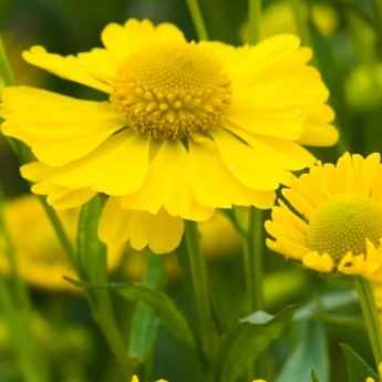 9 Heleniums : les plus belles variétés