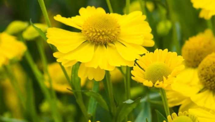 9 Heleniums : les plus belles variétés