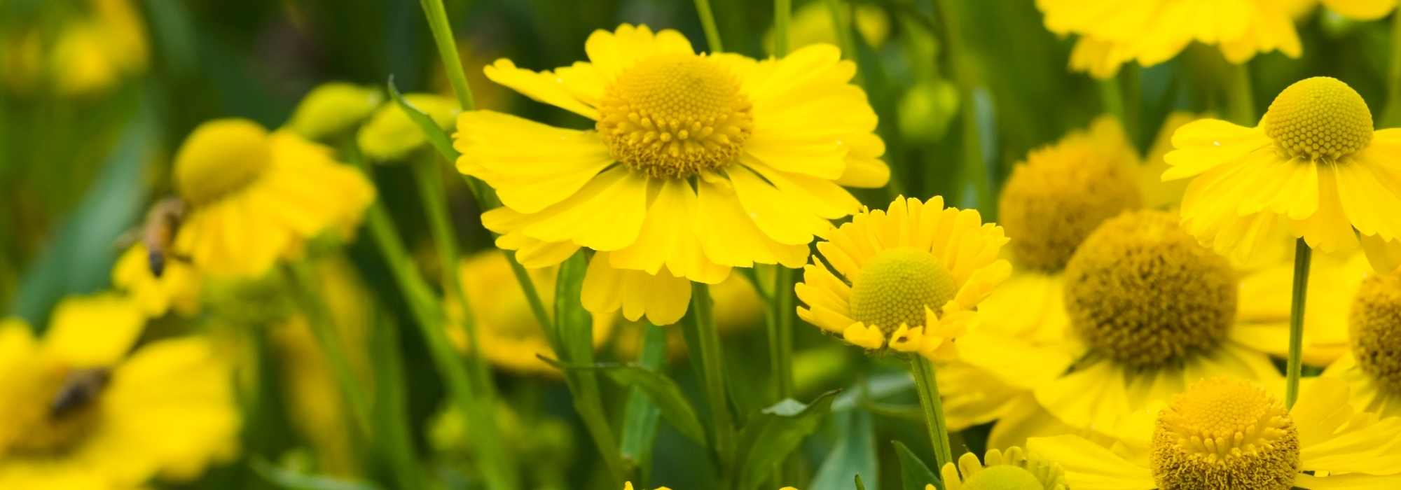 9 Heleniums : les plus belles variétés