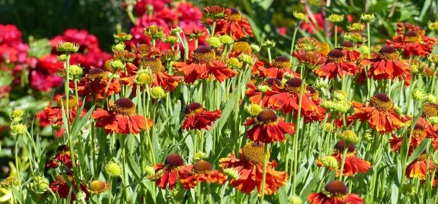 Helenium, Helenie, les plus beaux heleniums, varietes helenium, marguerite d automne, grande marguerite