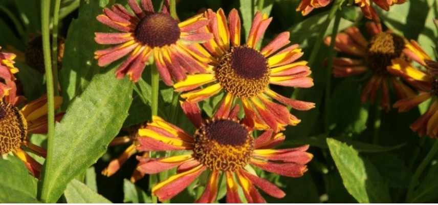 Choisir une Hélénie, Choisir Helenium, belles varietes Heleniums, Belles varietes Helenies, belles grandes marguerites, Helenium bicolore