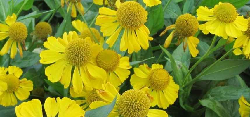 Helenium, Helenie, les plus beaux heleniums, varietes helenium, marguerite d automne, grande marguerite