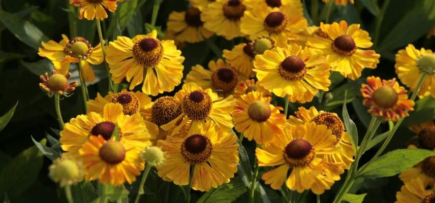 Helenium, Helenie, les plus beaux heleniums, varietes helenium, marguerite d automne, grande marguerite