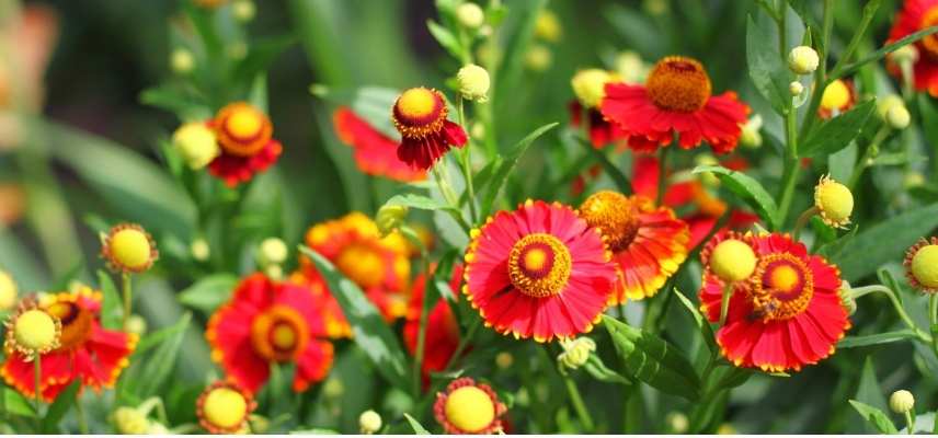 Helenium en pot