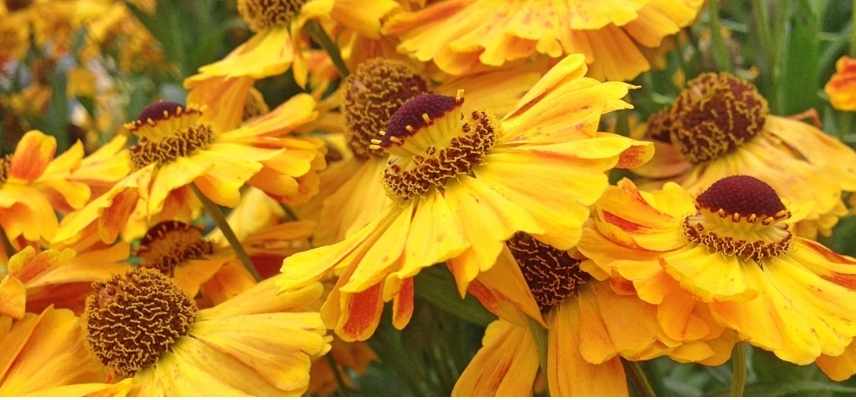 Helenium en pot