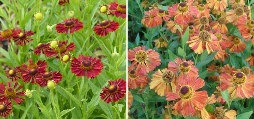 Choisir une Hélénie, Choisir Helenium, belles varietes Heleniums, Belles varietes Helenies, belles grandes marguerites