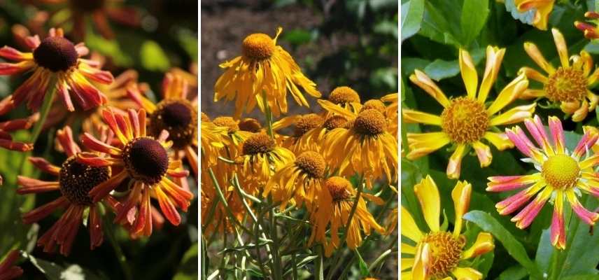 Choisir une Hélénie, Choisir Helenium, belles varietes Heleniums, Belles varietes Helenies, belles grandes marguerites