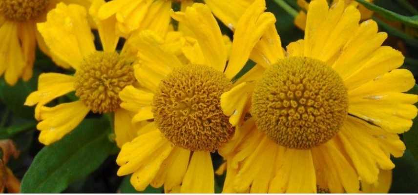 Choisir une Hélénie, Choisir Helenium, belles varietes Heleniums, Belles varietes Helenies, belles grandes marguerites