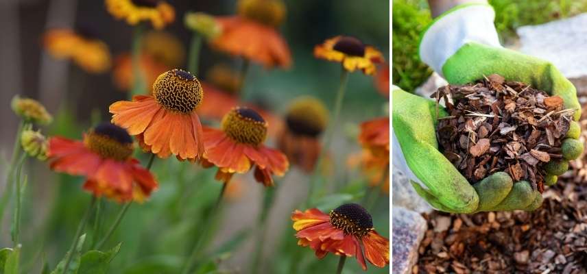 Helenium en pot