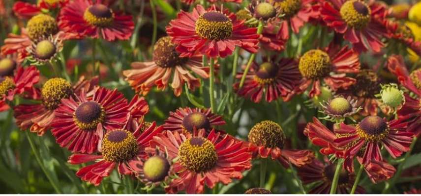 Choisir une Hélénie, Choisir Helenium, belles varietes Heleniums, Belles varietes Helenies, belles grandes marguerites