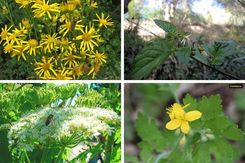 Plantes toxiques animaux 