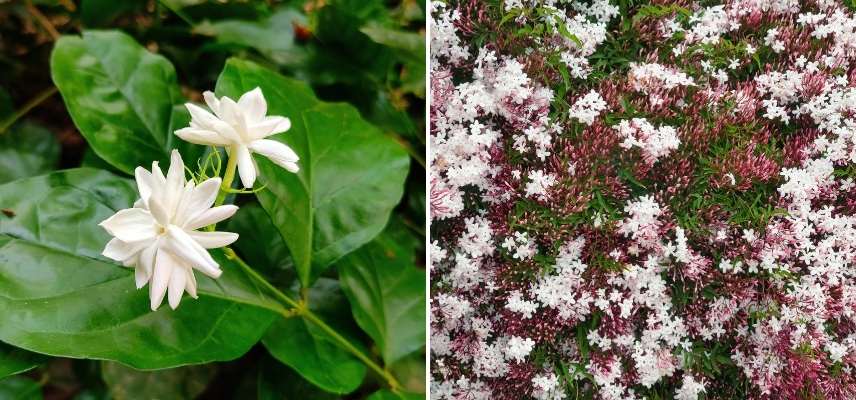 jasmin selon région, jasmin rustique, jasmin rusticité, jasmin en pleine terre, jasmin cultivé en pot