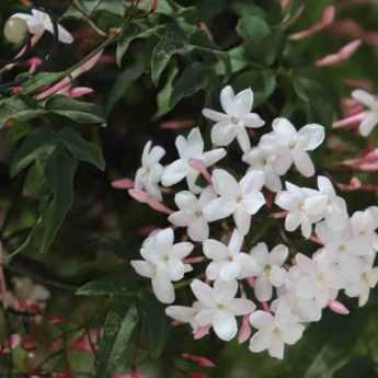 Quel jasmin planter suivant votre région ?