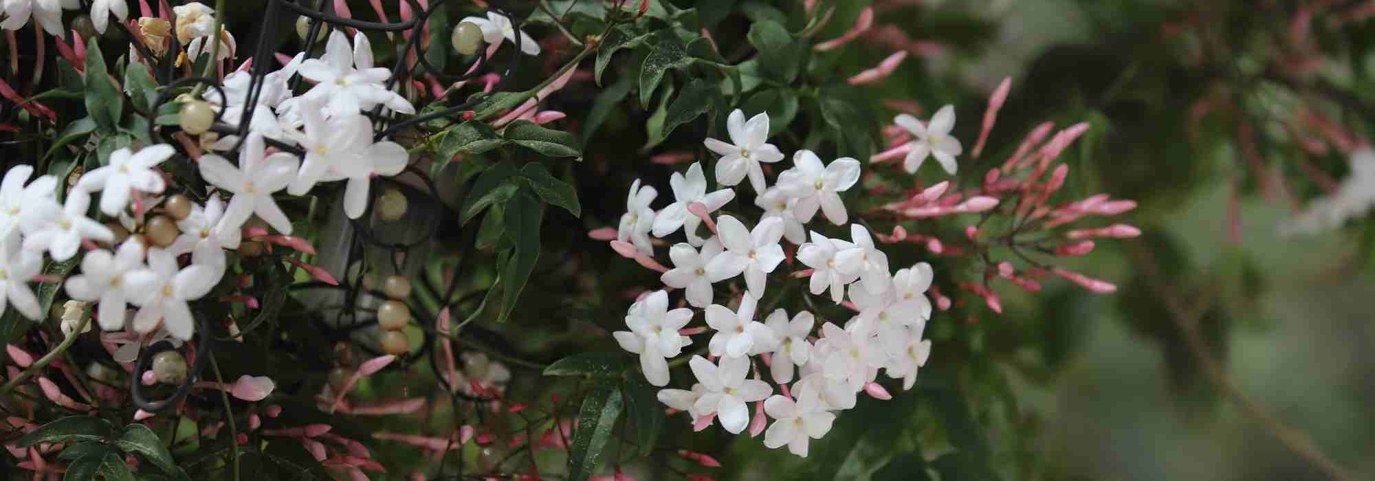 Quel jasmin planter suivant votre région ?