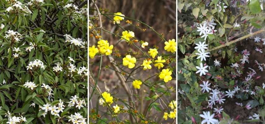 jasmin selon région, jasmin rustique, jasmin rusticité, jasmin en pleine terre, jasmin cultivé en pot