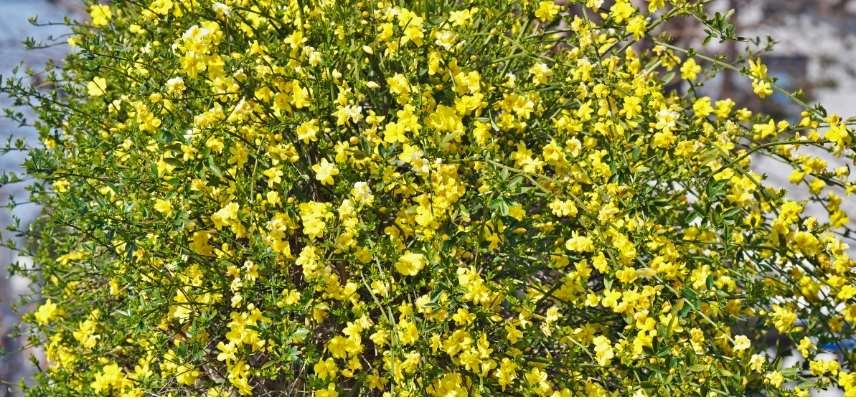 jasmin selon région, jasmin rustique, jasmin rusticité, jasmin en pleine terre, jasmin cultivé en pot