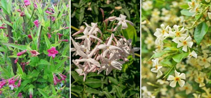 jasmin selon région, jasmin rustique, jasmin rusticité, jasmin en pleine terre, jasmin cultivé en pot