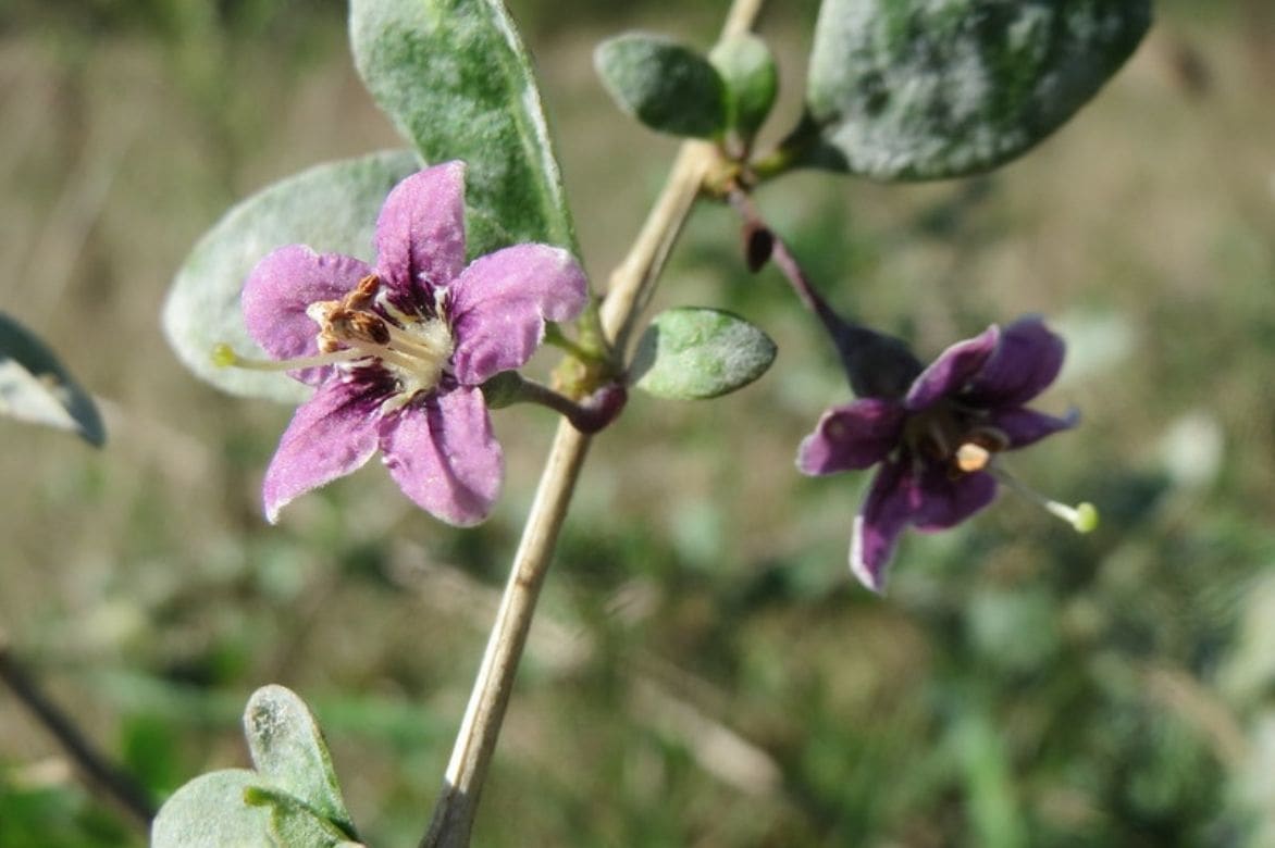 Lycium barbarum - Lyciet de Barbarie 