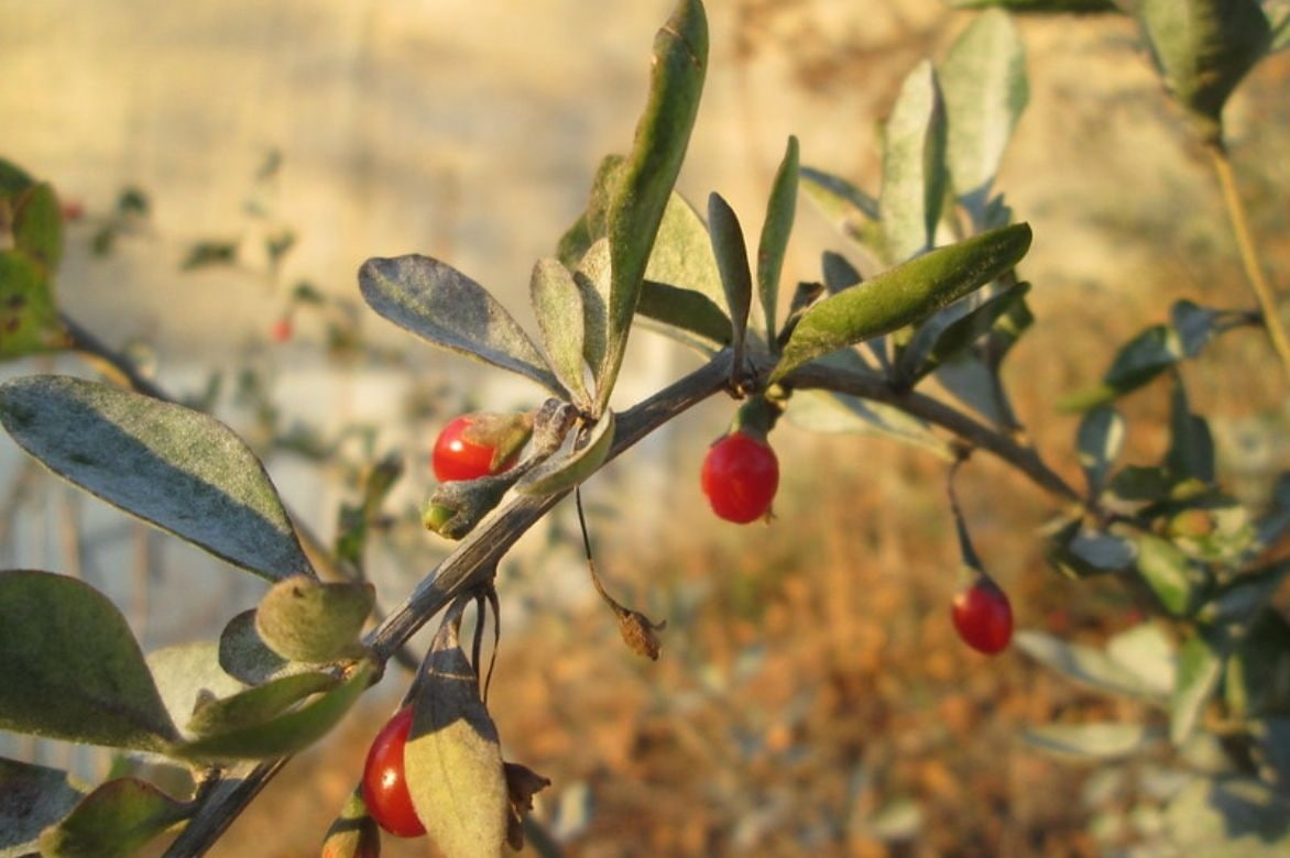 Lycium barbarum - Lyciet de Barbarie 