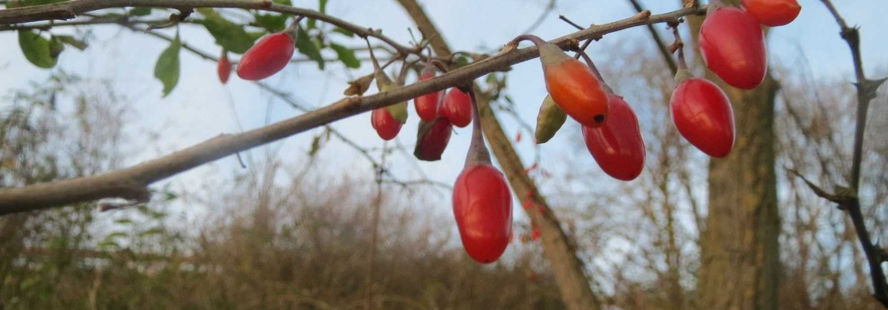 Lyciet de Barbarie : le cultiver pour ses baies de Goji - Promesse de Fleurs