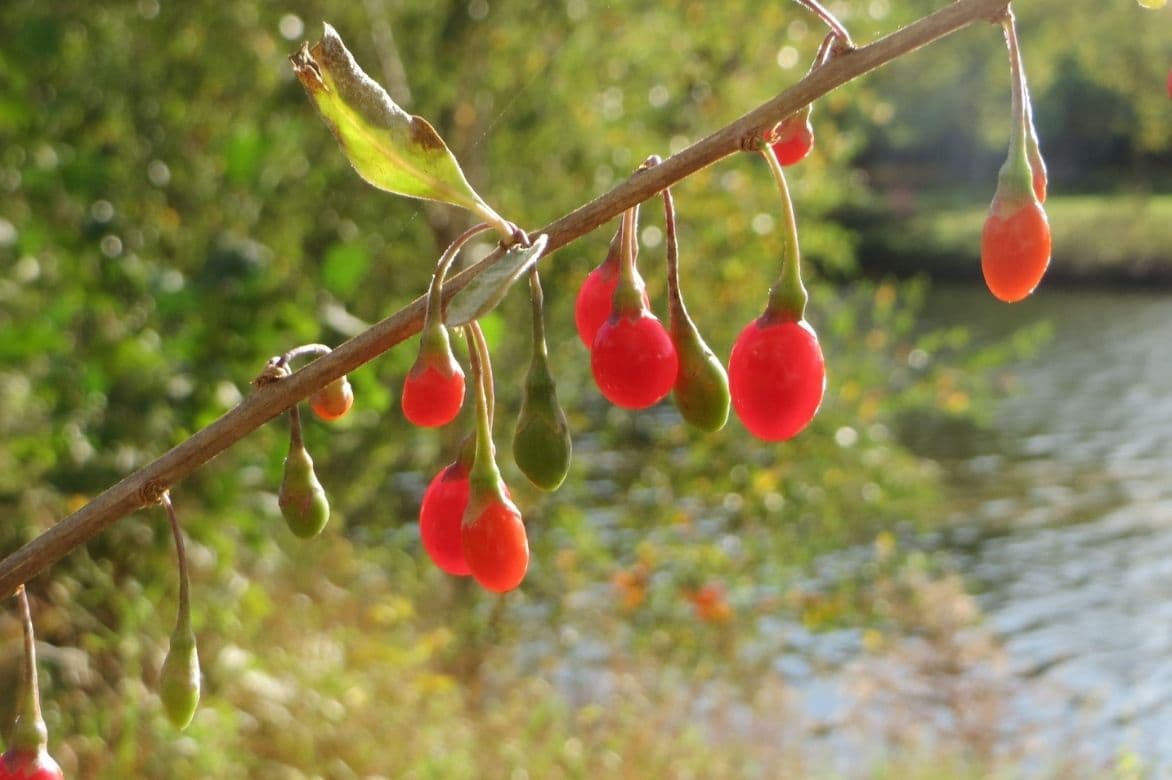 Comment tailler le goji & récolter les baies de goji du jardin ?