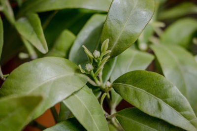 Mandarinier -Citrus reticulata