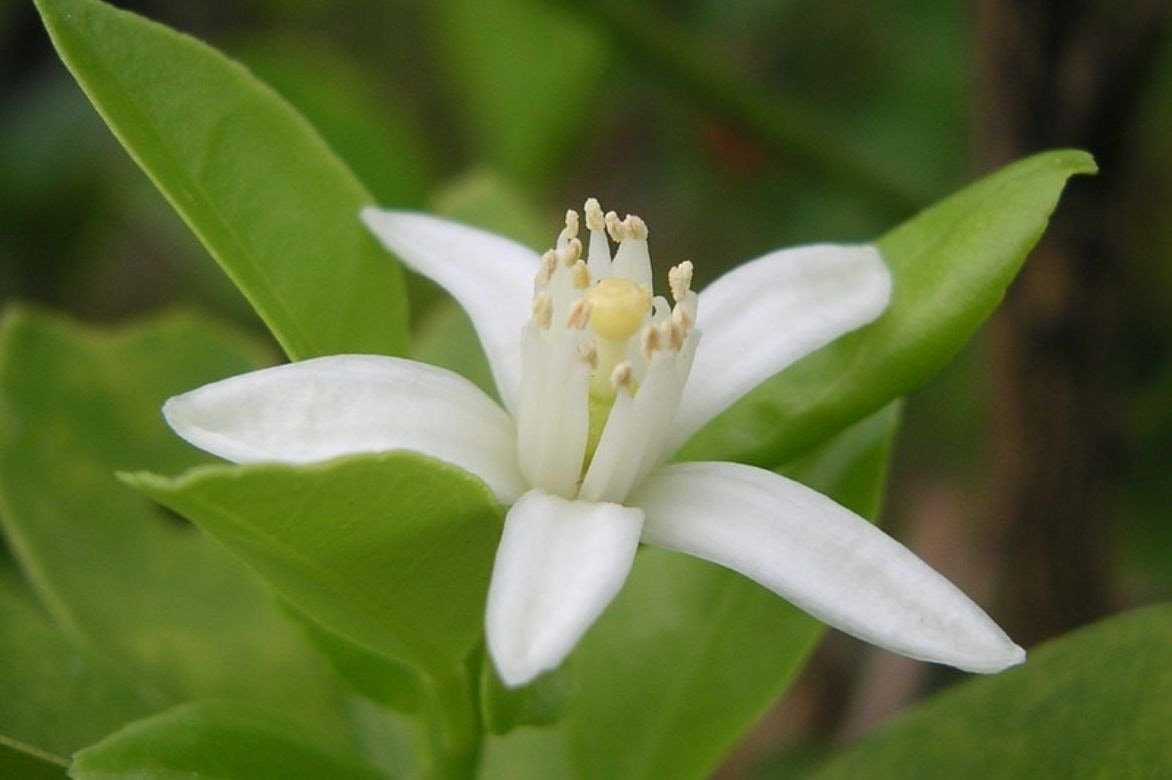 Mandarinier -Citrus reticulata