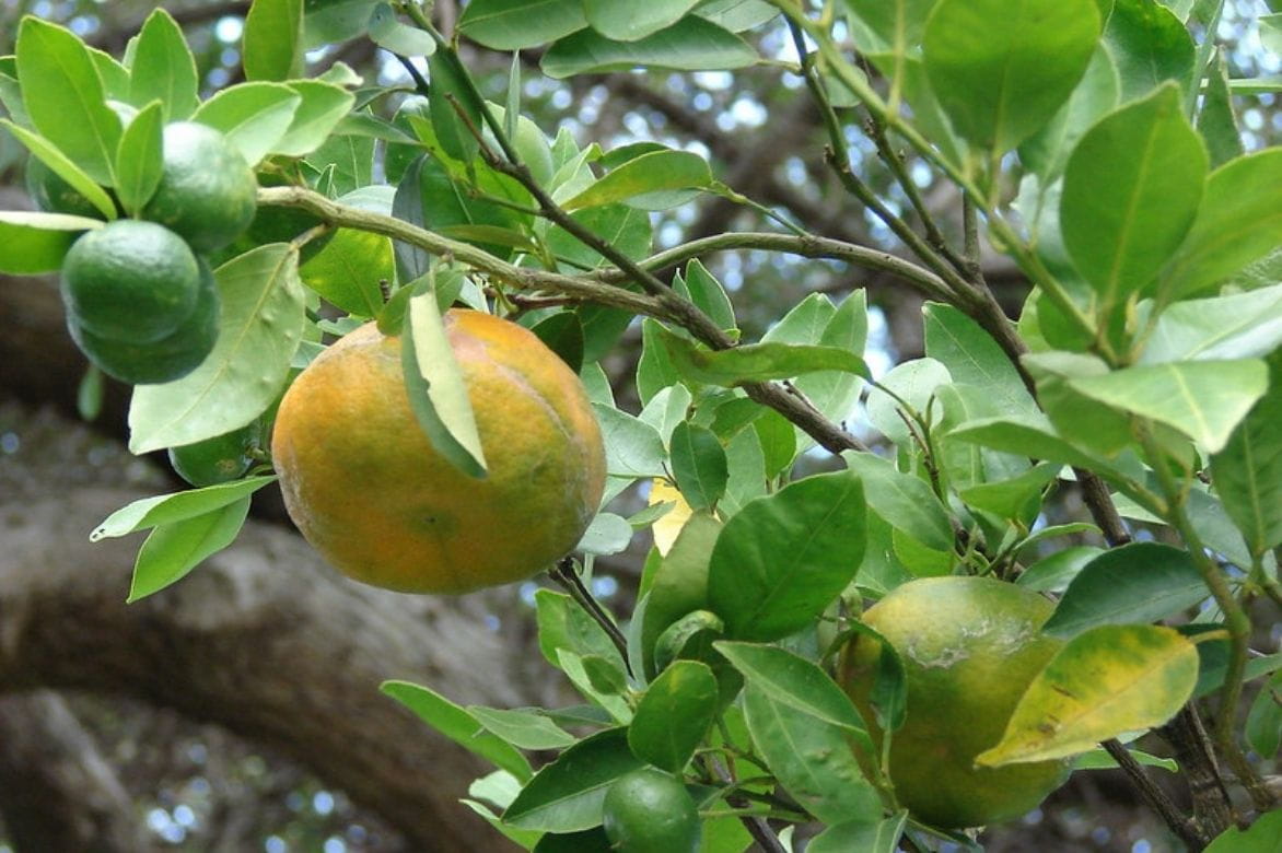 Mandarinier -Citrus reticulata