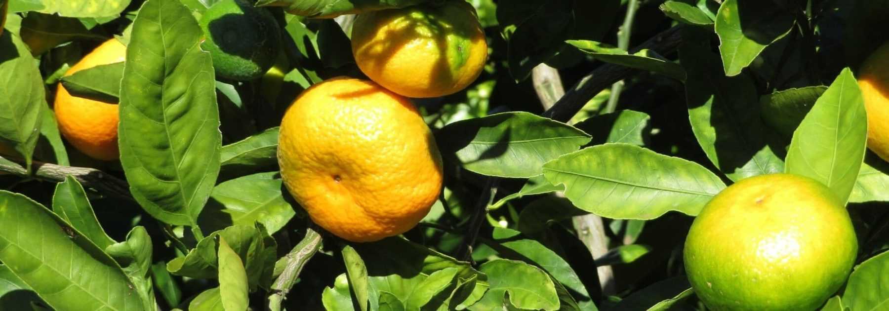 Le mandarinier : planter, entretenir et récolter les fruits