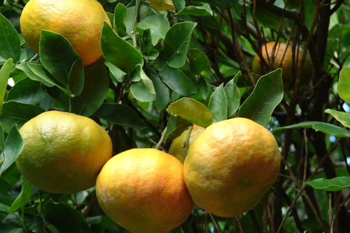 Mandarinier -Citrus reticulata