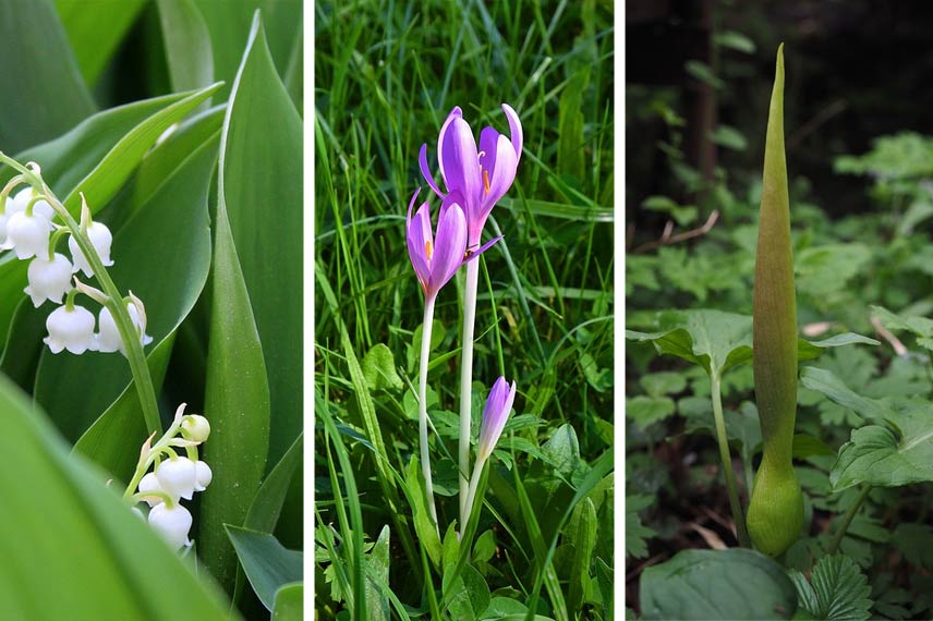 Muguet - Colchique d’automne - Arum maculé