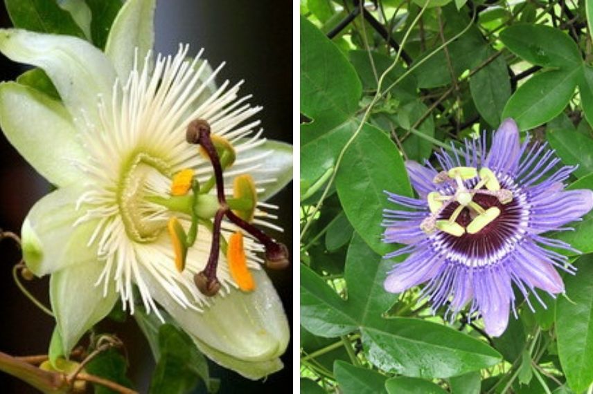 Passiflora caerulea 