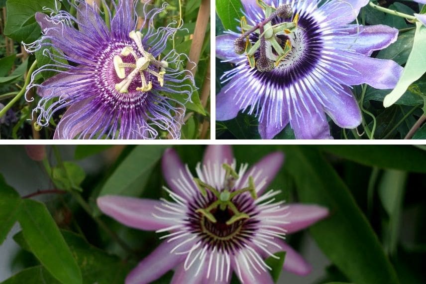 Quelle passiflore planter suivant votre région ? - Promesse de Fleurs