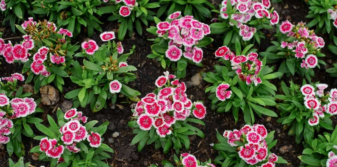 Dianthus barbatus, oeillet des poètes, oeillet barbu, bouquet parfait, jalousie plante,