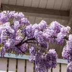 Quelles plantes pour un balcon romantique ?