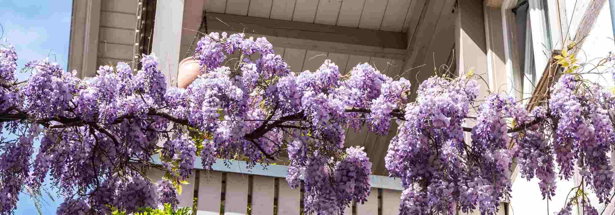 Quelles plantes pour un balcon romantique ?