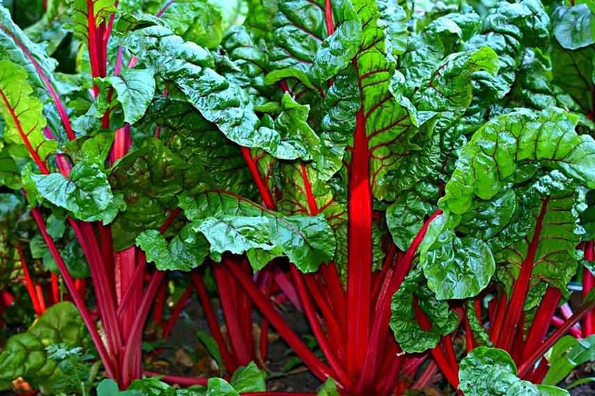 La poirée Rhubarb Chard à carde rouge