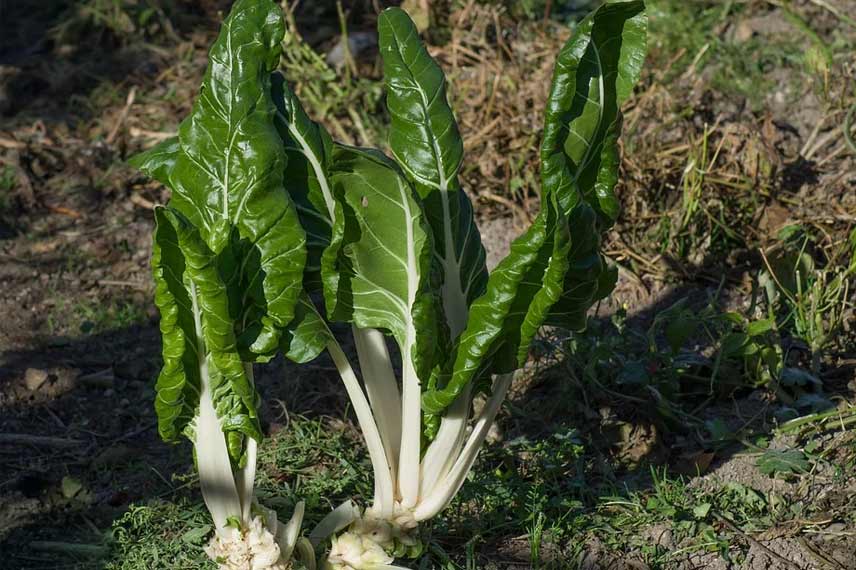 La blette verte à carde blanche