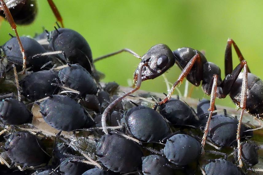 Pucerons et fourmis