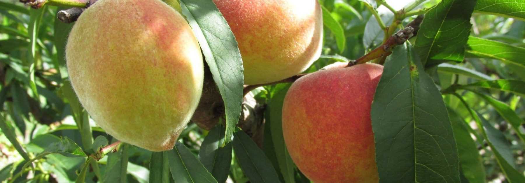 Pêcher : planter, tailler et récolter ses fruits