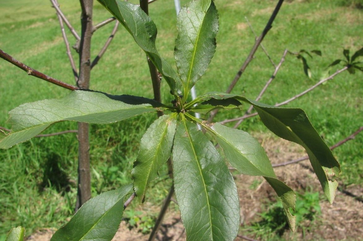 Prunus persica - pêcher 