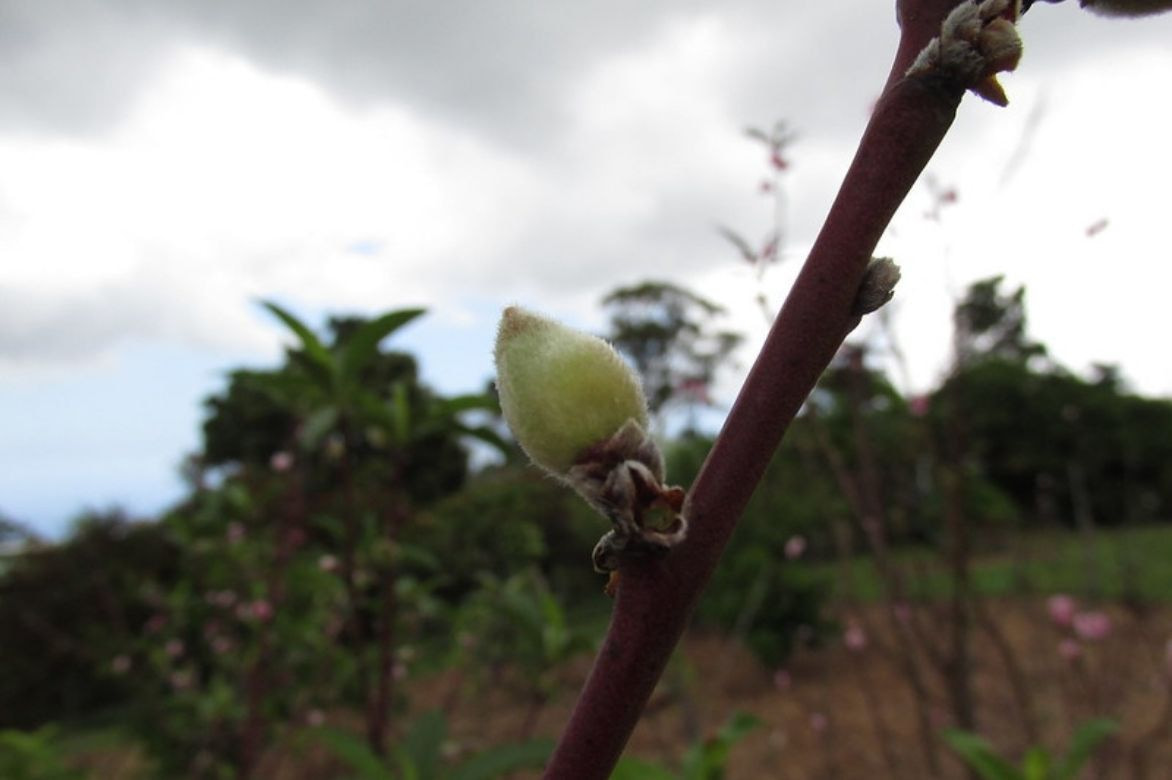 Prunus persica - pêcher 