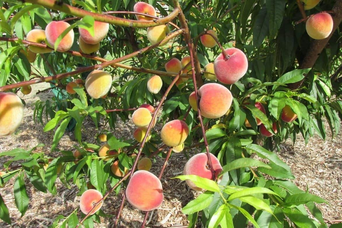 Prunus persica - pêcher 