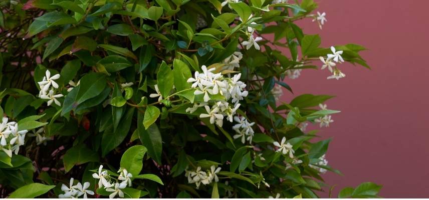 jasmin selon région, jasmin rustique, jasmin rusticité, jasmin en pleine terre, jasmin cultivé en pot