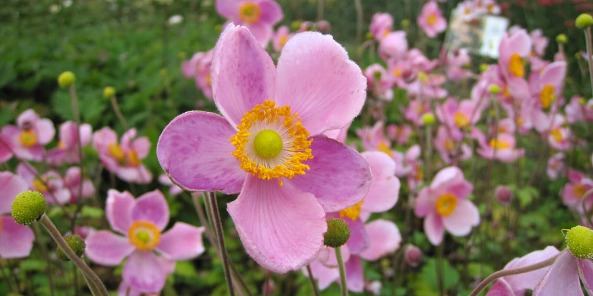 Les fleurs des anémones du Japon